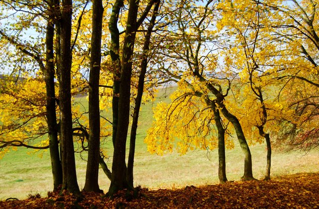 fall-yellow-trees.jpg