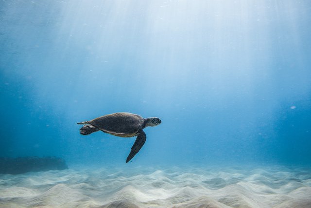 Swimming-with-a-Hawaiian-Sea-Turtle-3 (1).jpg