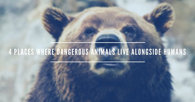 4 Places Where Dangerous Animals Live Alongside Humans.jpg