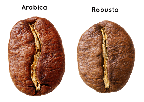 Robusta-vs-Arabica.png