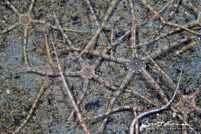 Brittlestar-4.jpg