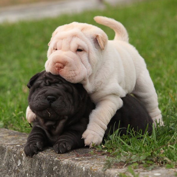 cachorro-shar-pei-blanco (1).jpg