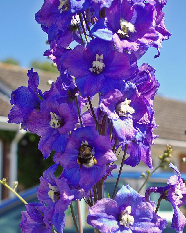 Bee_Purple_6537.JPG