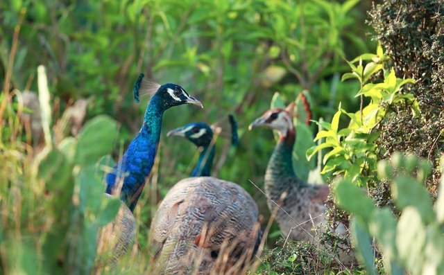 kalar-kahar-peacock.jpg