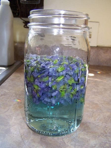 Violet Jelly - infusion crop April 2016.jpg