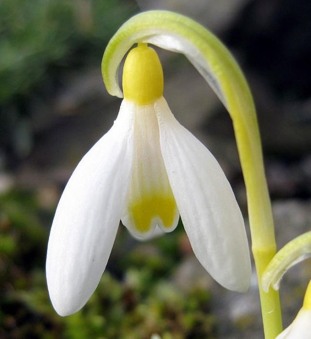 galanthus nivalis flavescens2.jpg