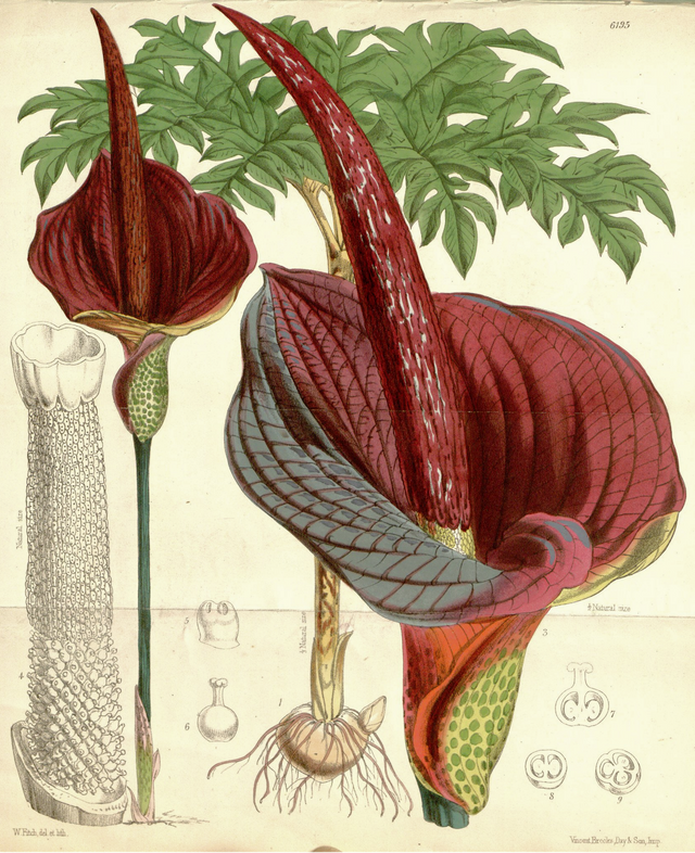 Amorphophallus_konjac_CBM.png