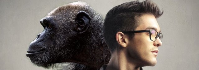 human chimp ancestors relation.jpeg