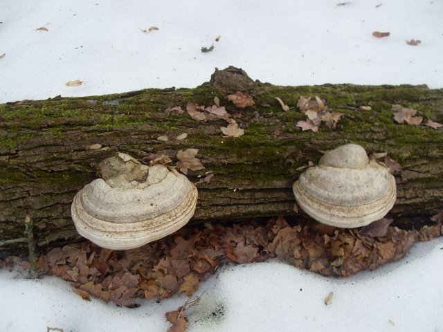 SDC12651.JPG