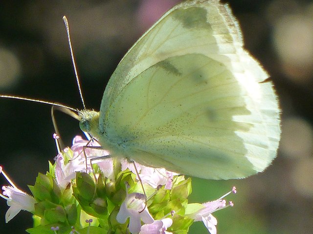 Cabbage White Butterfly.JPG