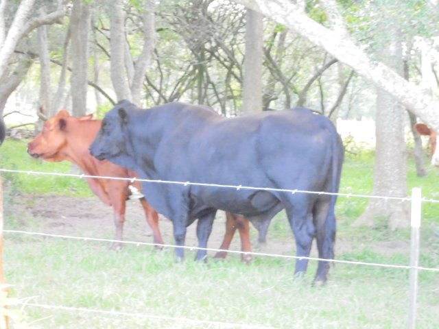 Cows 2.JPG