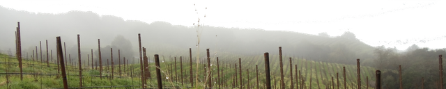 Mt. Veeder.png