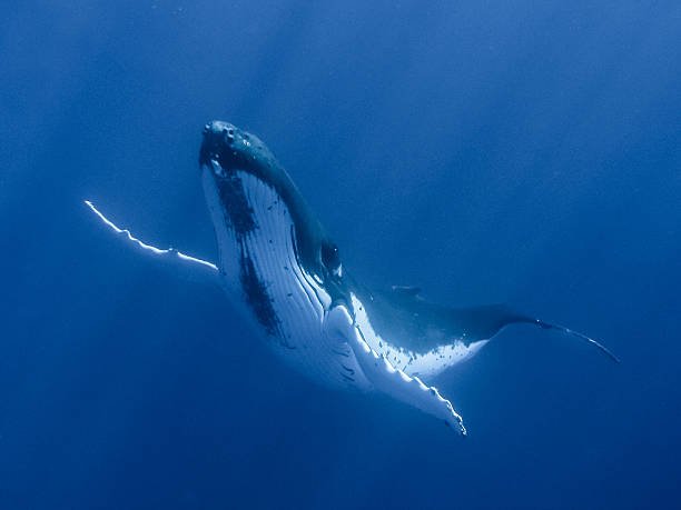 floating-humpback-whale-picture-id169369646.jpg