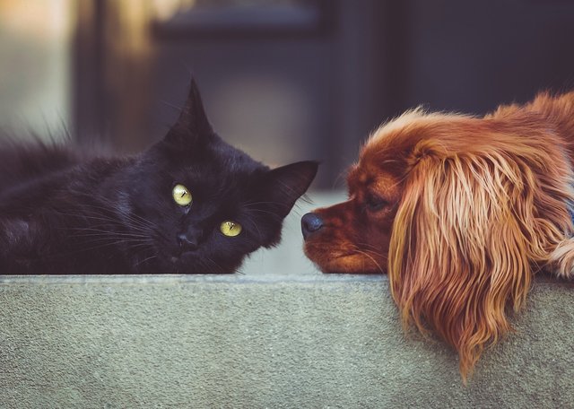 Pets.jpg