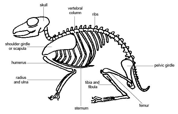 Anatomy_and_physiology_of_animals_Mamalian_skeleton.jpg