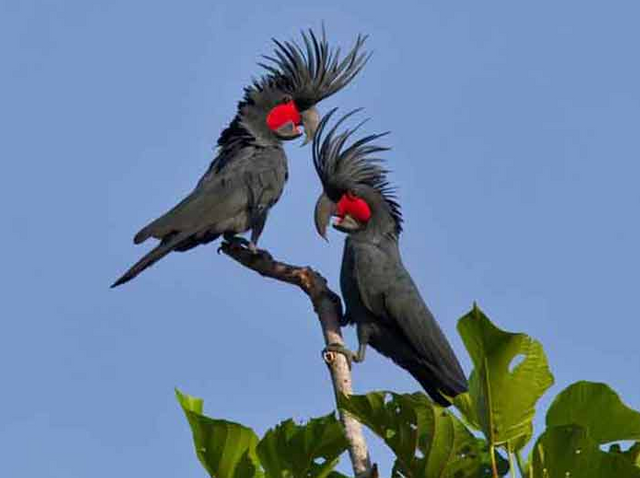 burung-kakak-tua-raja-hitam.png