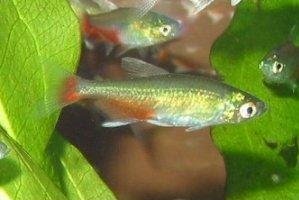 Yeşil Ateş Tetra (Aphyocharax rathbuni).jpg