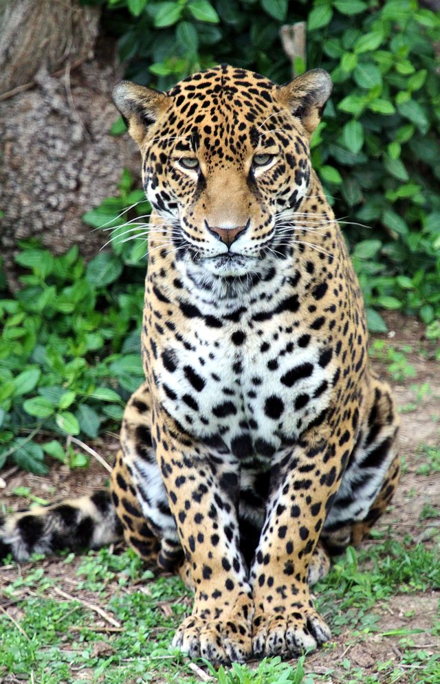 Jaguar-_Christopher_Carter_16.JPG