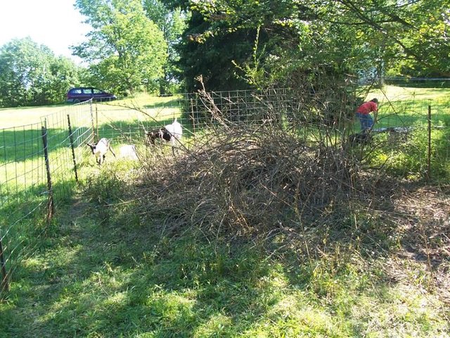 Goat Pen 2.jpg