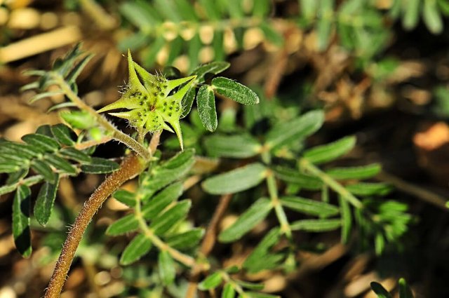 Tribulus Terrestris.jpg