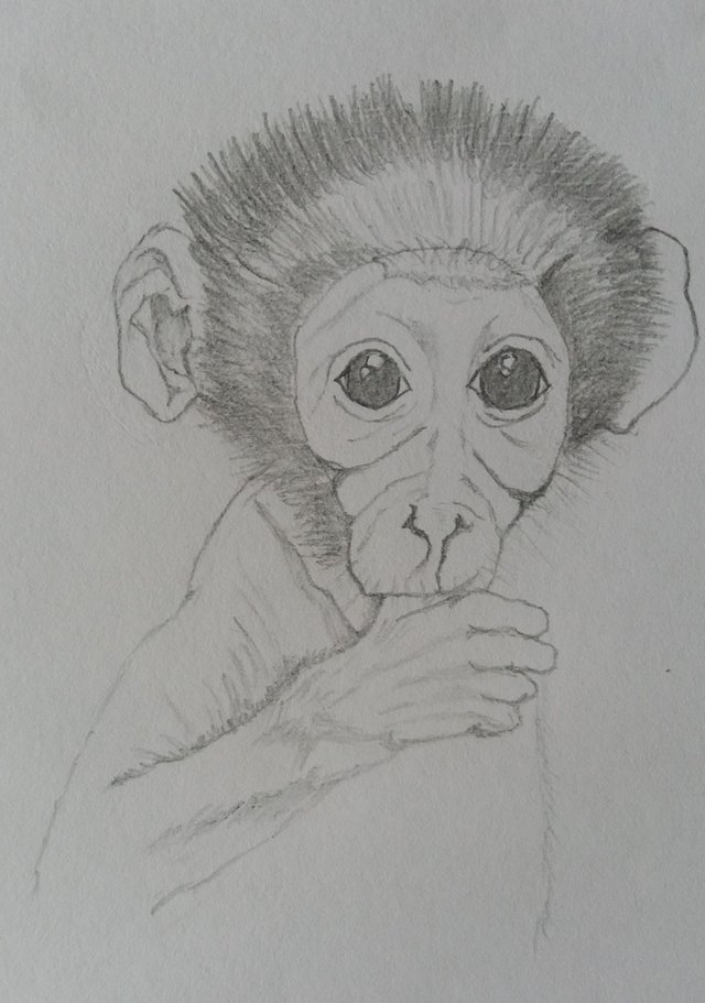 Mangabey monkey2 (2).jpg