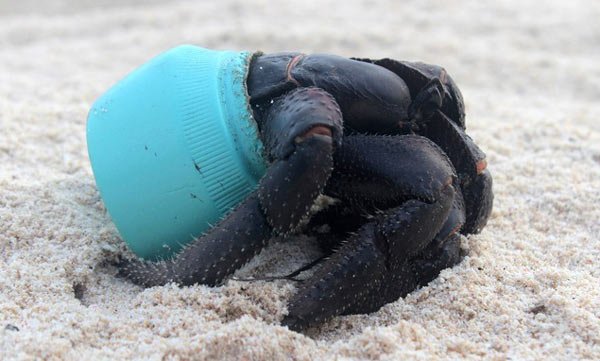 crab-pitcairn-islands-university-of-tasmania-jennifer-lavers-ocean-plastic.jpg