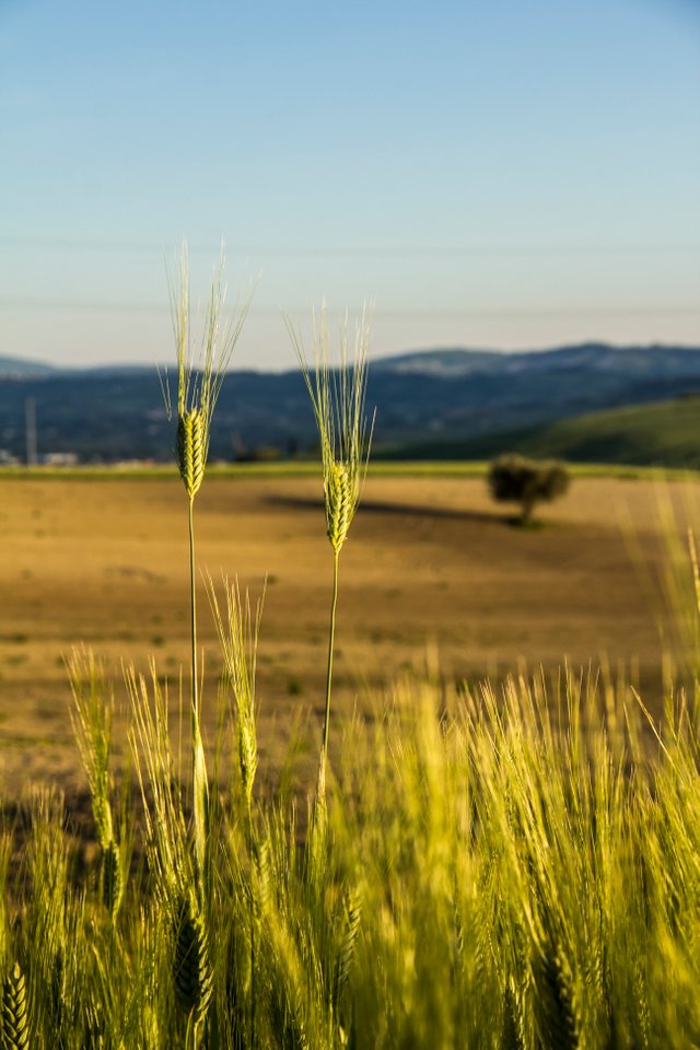 grano.JPG