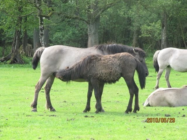 wildhorses3.jpg