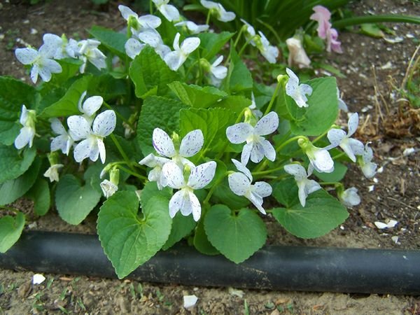 East Shed - freckles violets crop May 2015.jpg