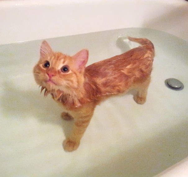 cat-loves-water-bath-26__605-1.jpg