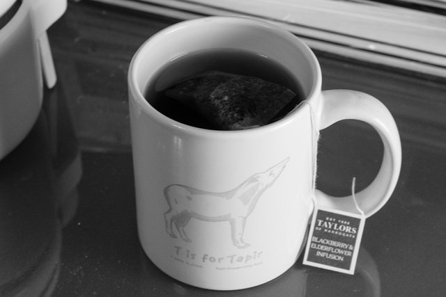 tea is for tapir.jpg