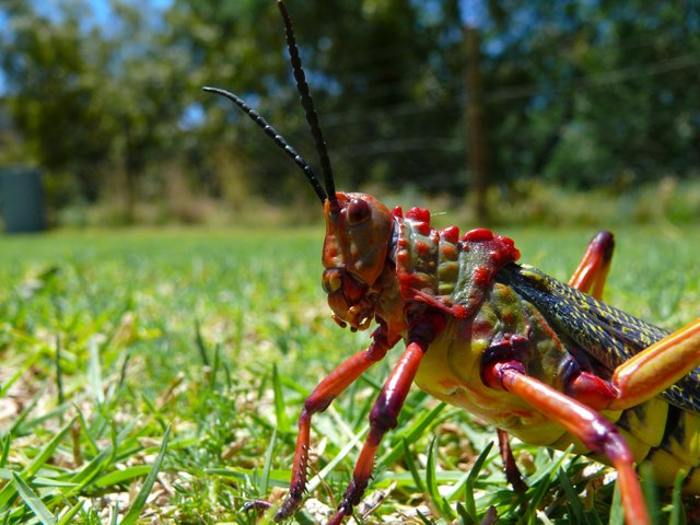 serious-grasshopper-1-1056340-1600x1200.jpg