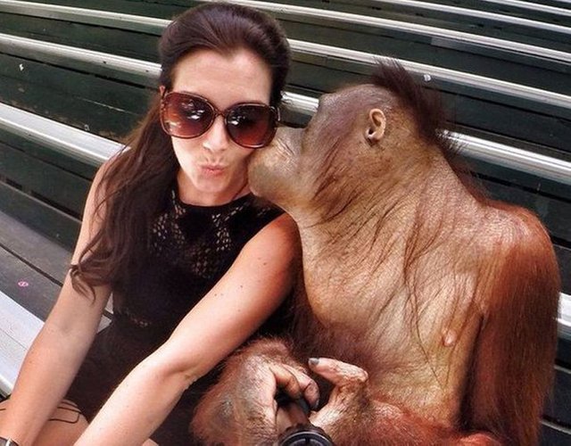 Monkey taking selfie.jpg