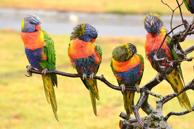 lorikeet3.jpg