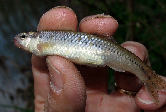 bluntnose-minnow-atenkley.jpg