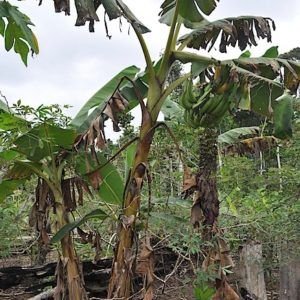 mani-ushu-plantain-variety-300x300.jpg