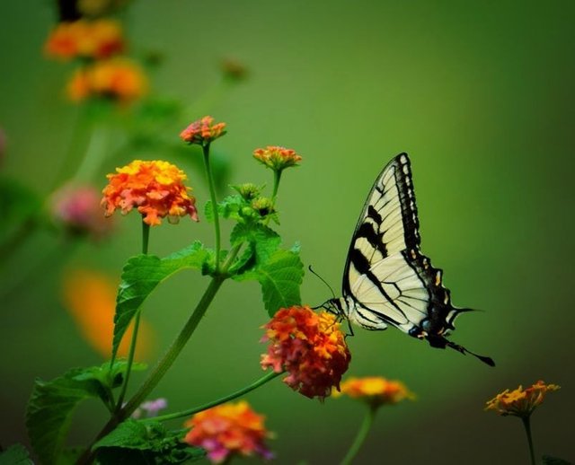 butterfly-insect-black.jpg