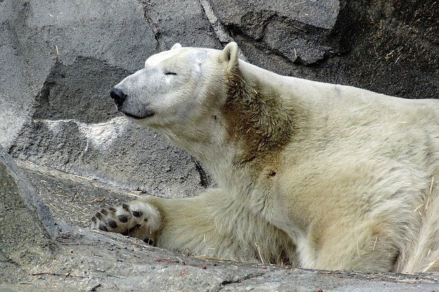 polar-bear-1518039_640.jpg