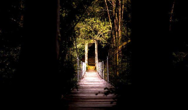 forest bridge.jpg