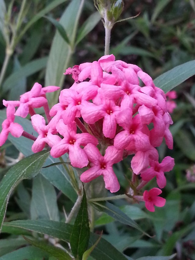 pink flower1.jpg