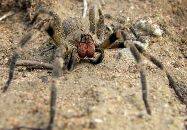 brazilian-wandering-spider.jpg