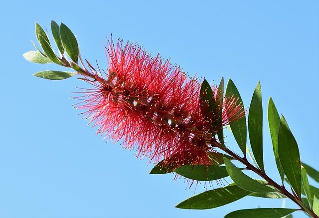 lemon-bottlebrush-3406640_640.jpg