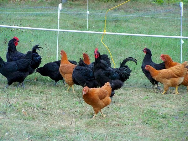 Broilers7 crop Sept.2010.jpg