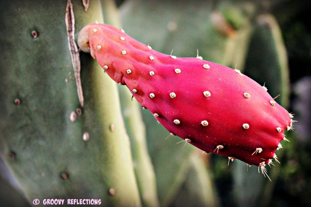aa pink cactus bud IMG_5618.jpg