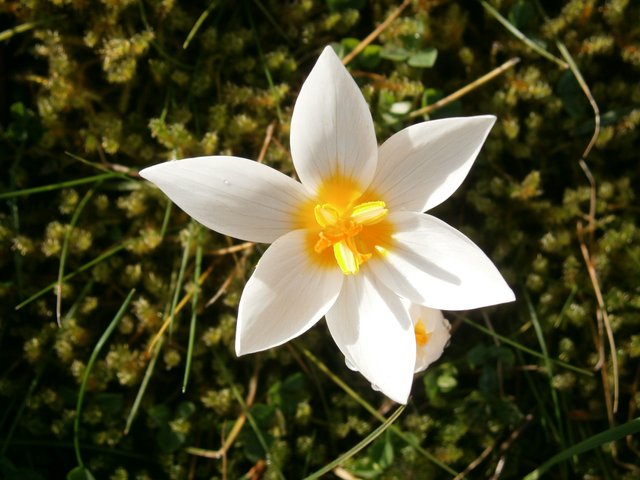 Crocus_sieberi_Bowles_White_flower_close-up.JPG