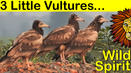 3 vultures.png