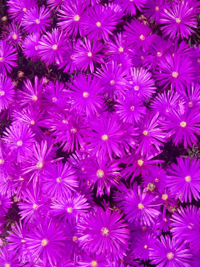 Purple Ground Cover Delosperma Ice Plant Coronado California.jpg