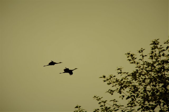 Cranes In Flight 2.jpg