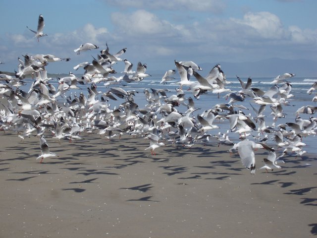 flying_seagull_flock.jpg
