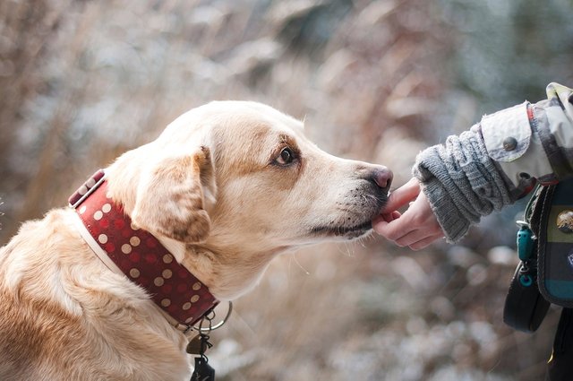 Labrador-Friendship-Dog-Nature-Snout-Trust-1861839.jpg